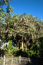 Swiss Family Robinson Treehouse