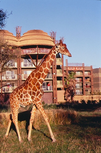 Animal Kingdom Savannah